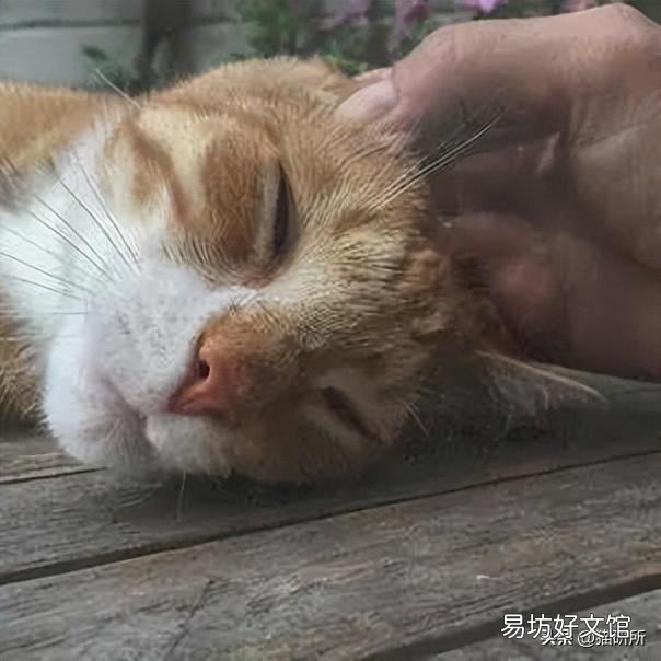 猫为什么喜欢被挠下巴(猫为什么喜欢被人挠下巴)