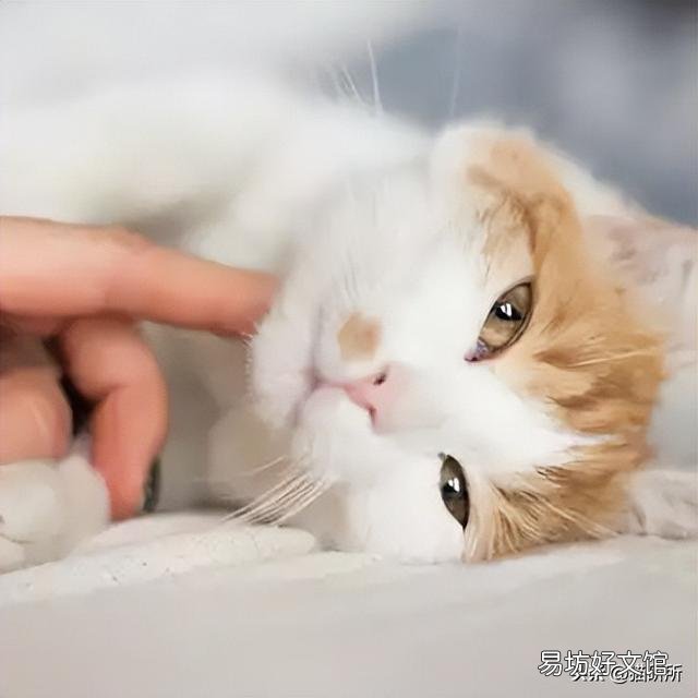 猫为什么喜欢被挠下巴(猫为什么喜欢被人挠下巴)