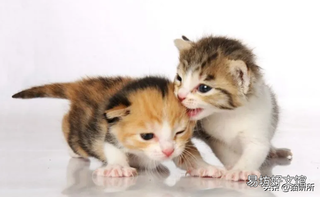 猫为什么喜欢被挠下巴(猫为什么喜欢被人挠下巴)