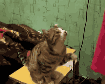 猫为什么喜欢被挠下巴(猫为什么喜欢被人挠下巴)