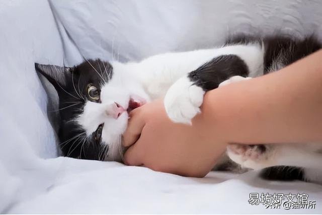 猫为什么喜欢被挠下巴(猫为什么喜欢被人挠下巴)
