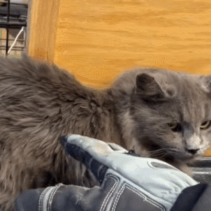猫为什么喜欢被挠下巴(猫为什么喜欢被人挠下巴)