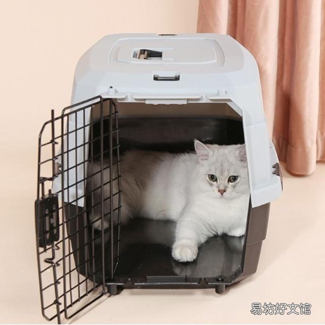 猫碗多久洗一次(猫碗多久洗一次比较好)