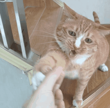猫碗多久洗一次(猫碗多久洗一次比较好)