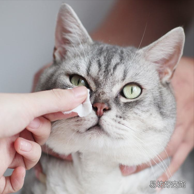 猫碗多久洗一次(猫碗多久洗一次比较好)