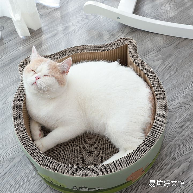 猫碗多久洗一次(猫碗多久洗一次比较好)