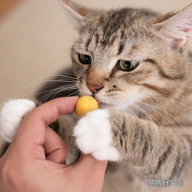 猫碗多久洗一次(猫碗多久洗一次比较好)