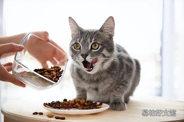 猫碗多久洗一次(猫碗多久洗一次比较好)