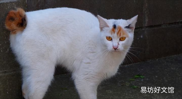 麒麟尾猫咪有什么病吗(猫猫麒麟尾是病吗)