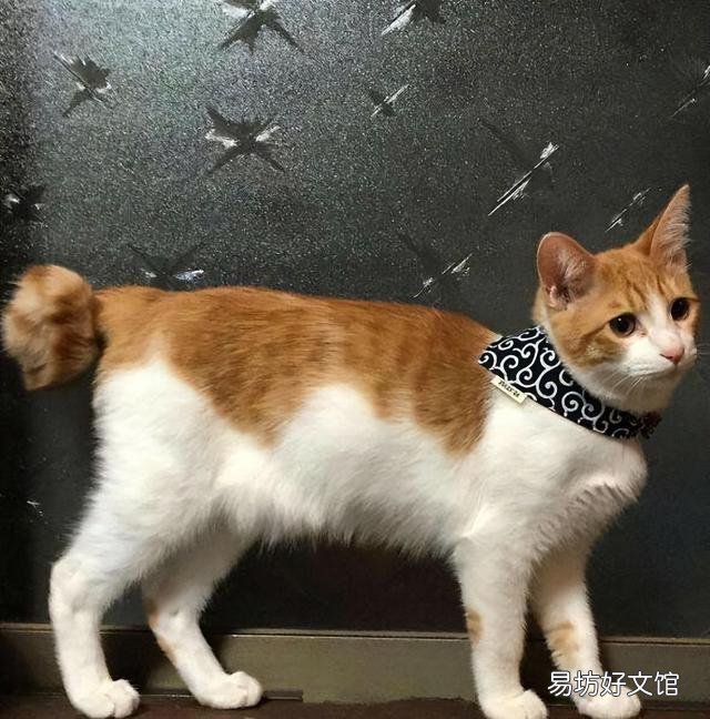 麒麟尾猫咪有什么病吗(猫猫麒麟尾是病吗)