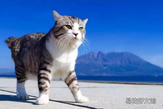 麒麟尾猫咪有什么病吗(猫猫麒麟尾是病吗)
