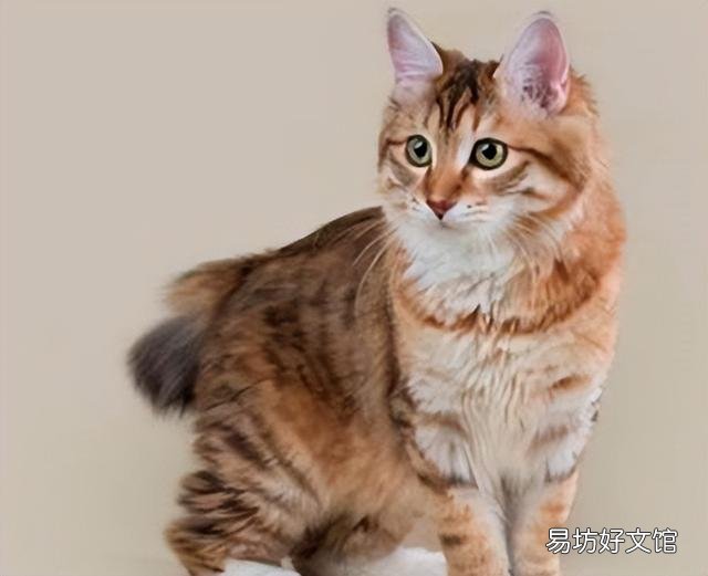 麒麟尾猫咪有什么病吗(猫猫麒麟尾是病吗)