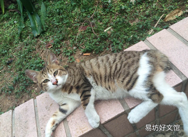 麒麟尾猫咪有什么病吗(猫猫麒麟尾是病吗)