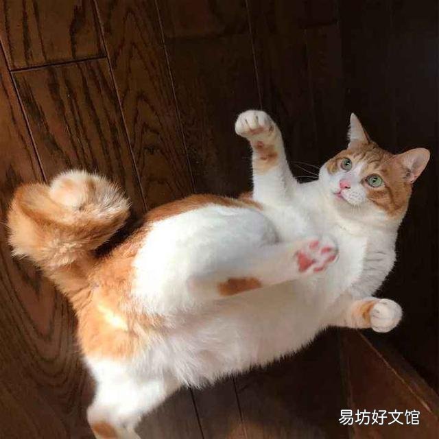 麒麟尾猫咪有什么病吗(猫猫麒麟尾是病吗)