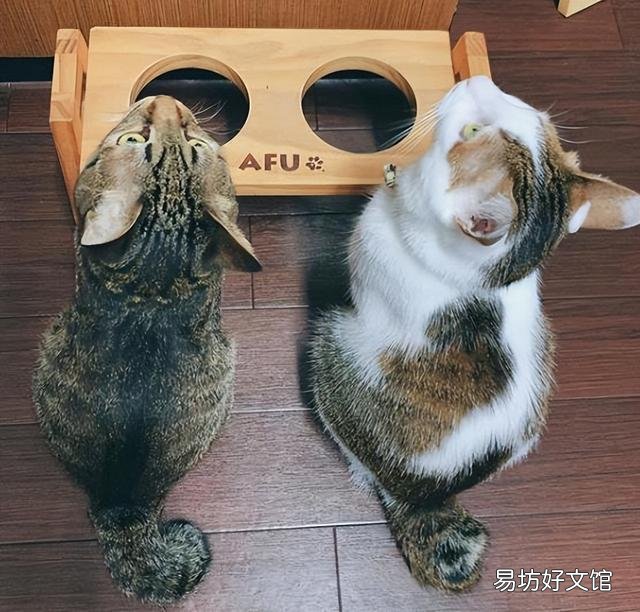 麒麟尾猫咪有什么病吗(猫猫麒麟尾是病吗)