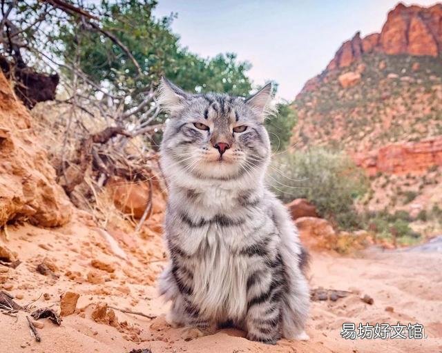 大尾巴猫是什么品种(大尾巴猫是啥品种)