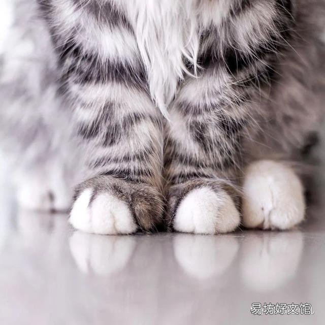 大尾巴猫是什么品种(大尾巴猫是啥品种)