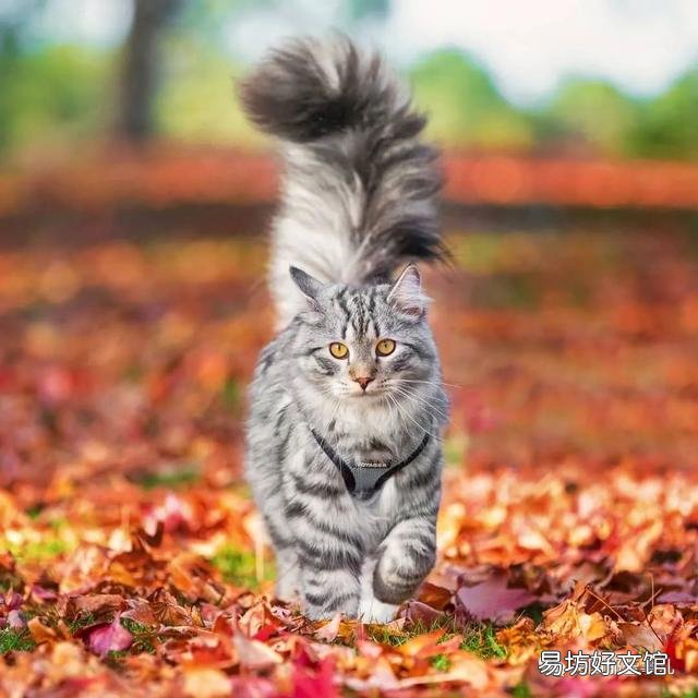 大尾巴猫是什么品种(大尾巴猫是啥品种)
