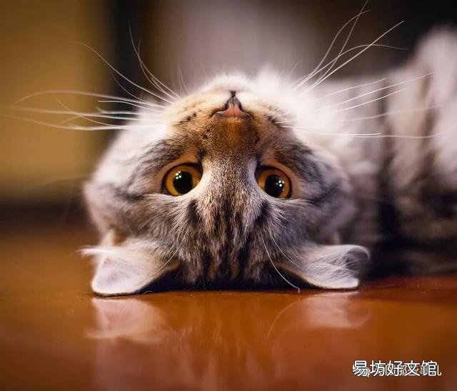 大尾巴猫是什么品种(大尾巴猫是啥品种)