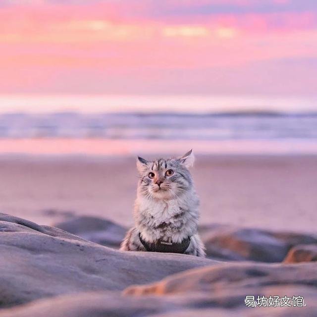 大尾巴猫是什么品种(大尾巴猫是啥品种)