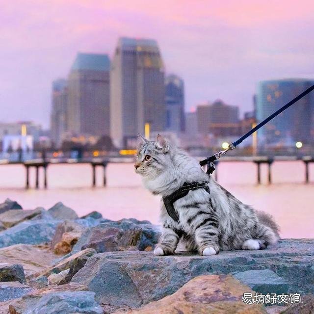 大尾巴猫是什么品种(大尾巴猫是啥品种)