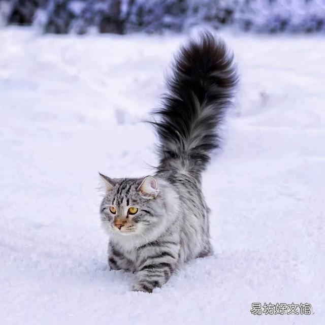 大尾巴猫是什么品种(大尾巴猫是啥品种)