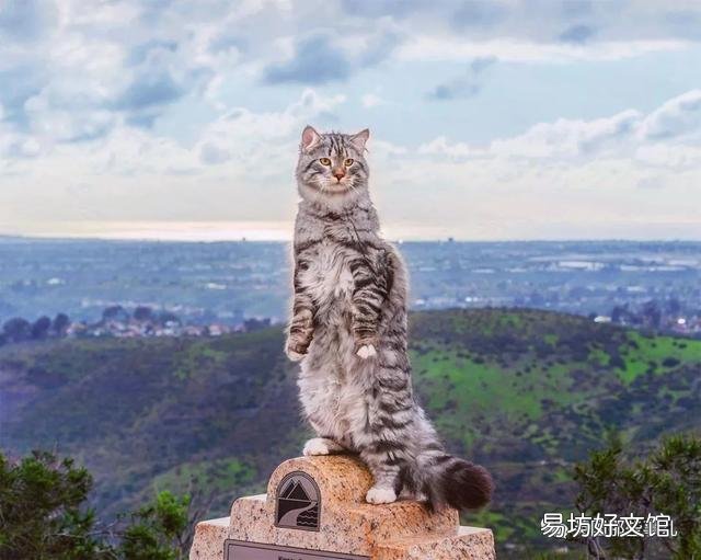大尾巴猫是什么品种(大尾巴猫是啥品种)