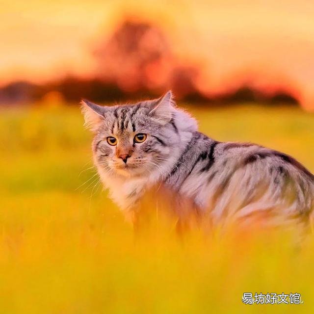 大尾巴猫是什么品种(大尾巴猫是啥品种)