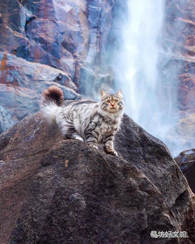 大尾巴猫是什么品种(大尾巴猫是啥品种)