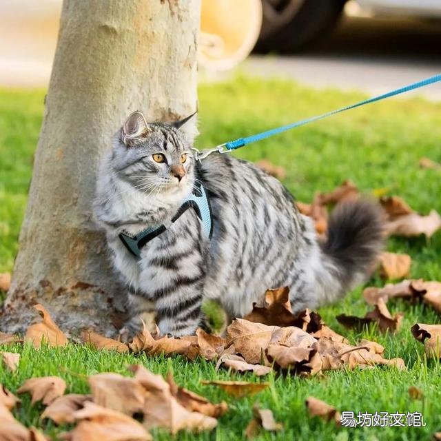 大尾巴猫是什么品种(大尾巴猫是啥品种)
