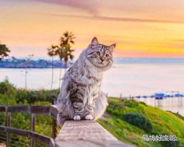 大尾巴猫是什么品种(大尾巴猫是啥品种)