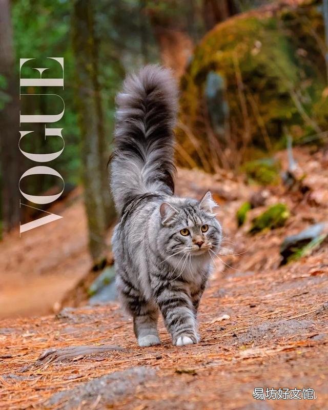 大尾巴猫是什么品种(大尾巴猫是啥品种)
