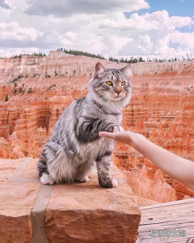 大尾巴猫是什么品种(大尾巴猫是啥品种)