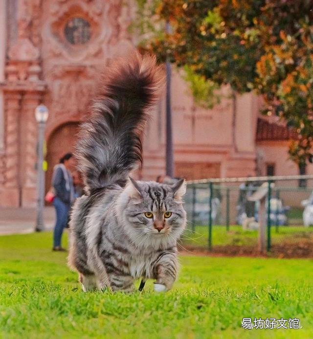 大尾巴猫是什么品种(大尾巴猫是啥品种)