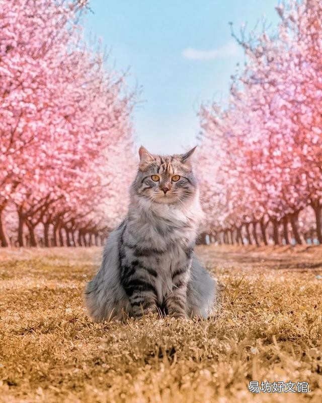 大尾巴猫是什么品种(大尾巴猫是啥品种)