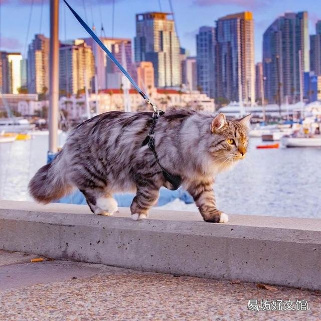大尾巴猫是什么品种(大尾巴猫是啥品种)
