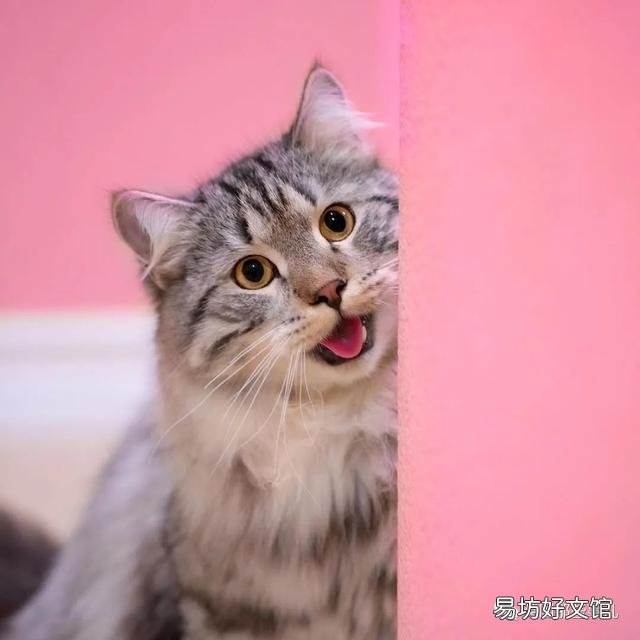 大尾巴猫是什么品种(大尾巴猫是啥品种)