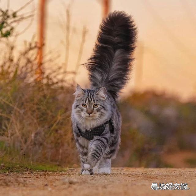 大尾巴猫是什么品种(大尾巴猫是啥品种)