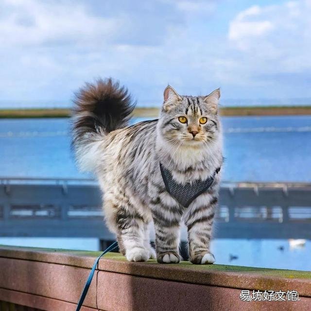 大尾巴猫是什么品种(大尾巴猫是啥品种)