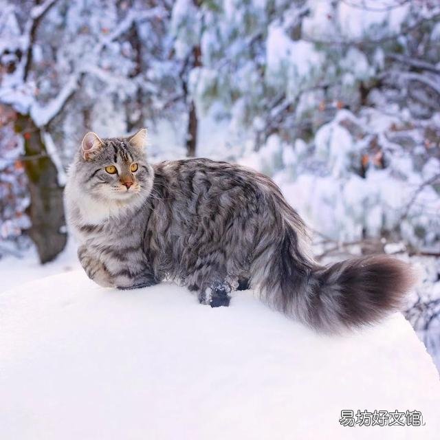 大尾巴猫是什么品种(大尾巴猫是啥品种)