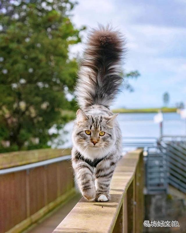 大尾巴猫是什么品种(大尾巴猫是啥品种)