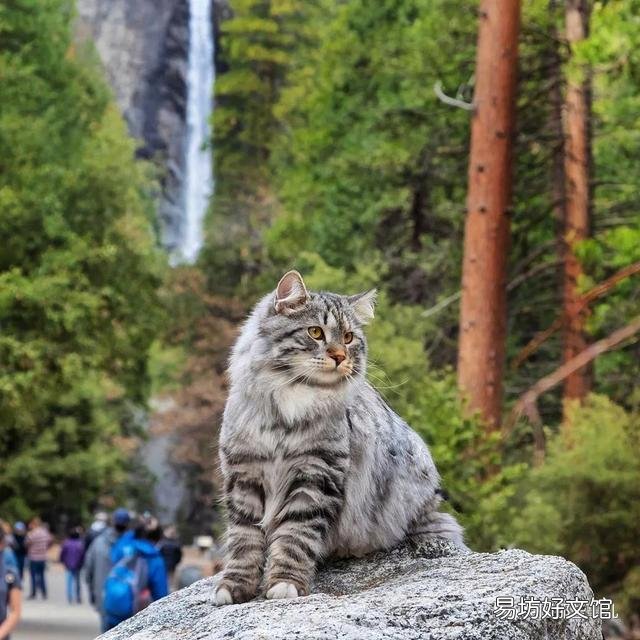 大尾巴猫是什么品种(大尾巴猫是啥品种)
