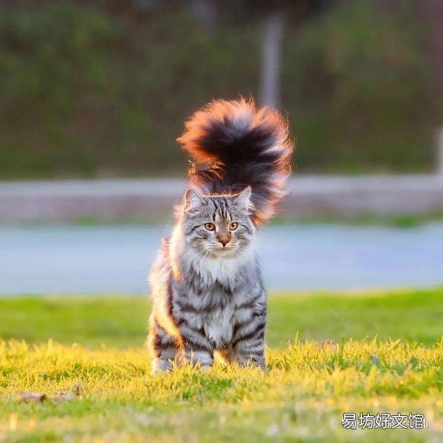 大尾巴猫是什么品种(大尾巴猫是啥品种)