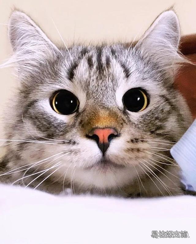 大尾巴猫是什么品种(大尾巴猫是啥品种)