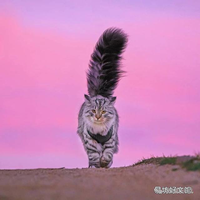 大尾巴猫是什么品种(大尾巴猫是啥品种)