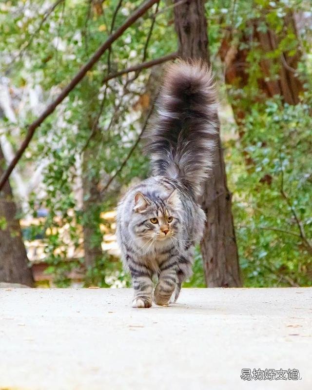 大尾巴猫是什么品种(大尾巴猫是啥品种)