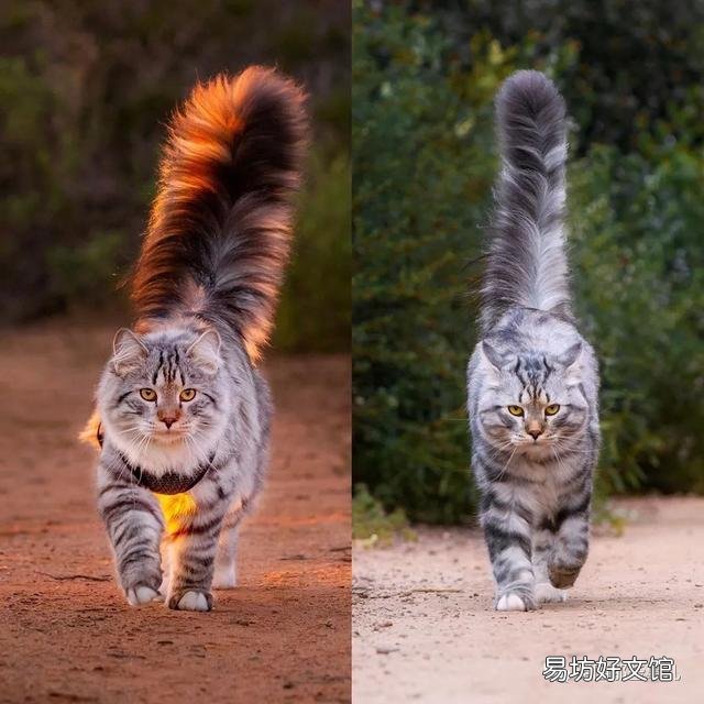 大尾巴猫是什么品种(大尾巴猫是啥品种)