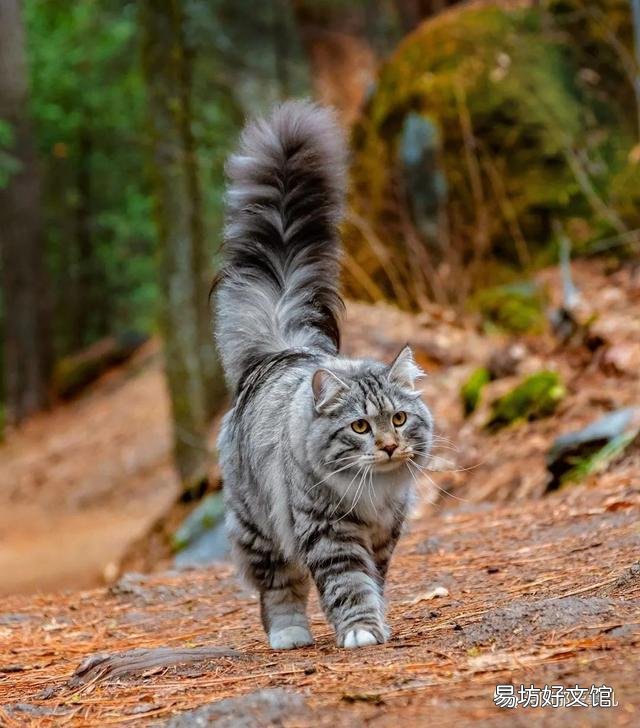 大尾巴猫是什么品种(大尾巴猫是啥品种)