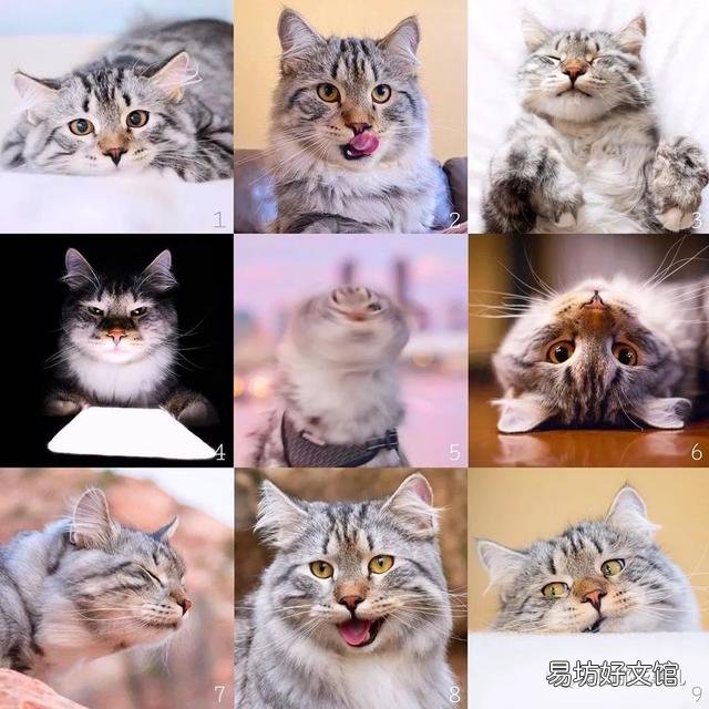 大尾巴猫是什么品种(大尾巴猫是啥品种)