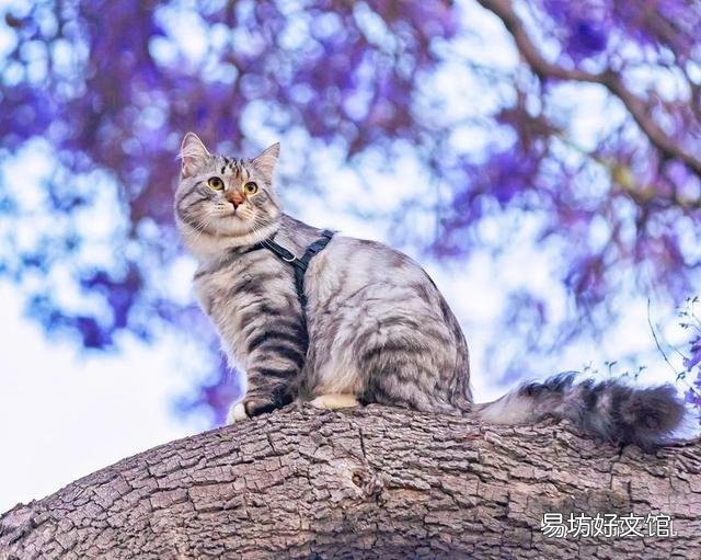 大尾巴猫是什么品种(大尾巴猫是啥品种)